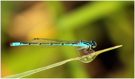 Acanthagrion temporale mâle,  Blue-sided Wedgetail